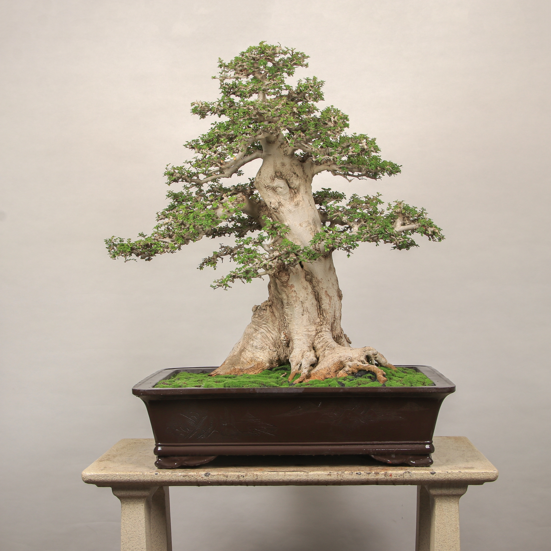 百年老桩对节白蜡盆景