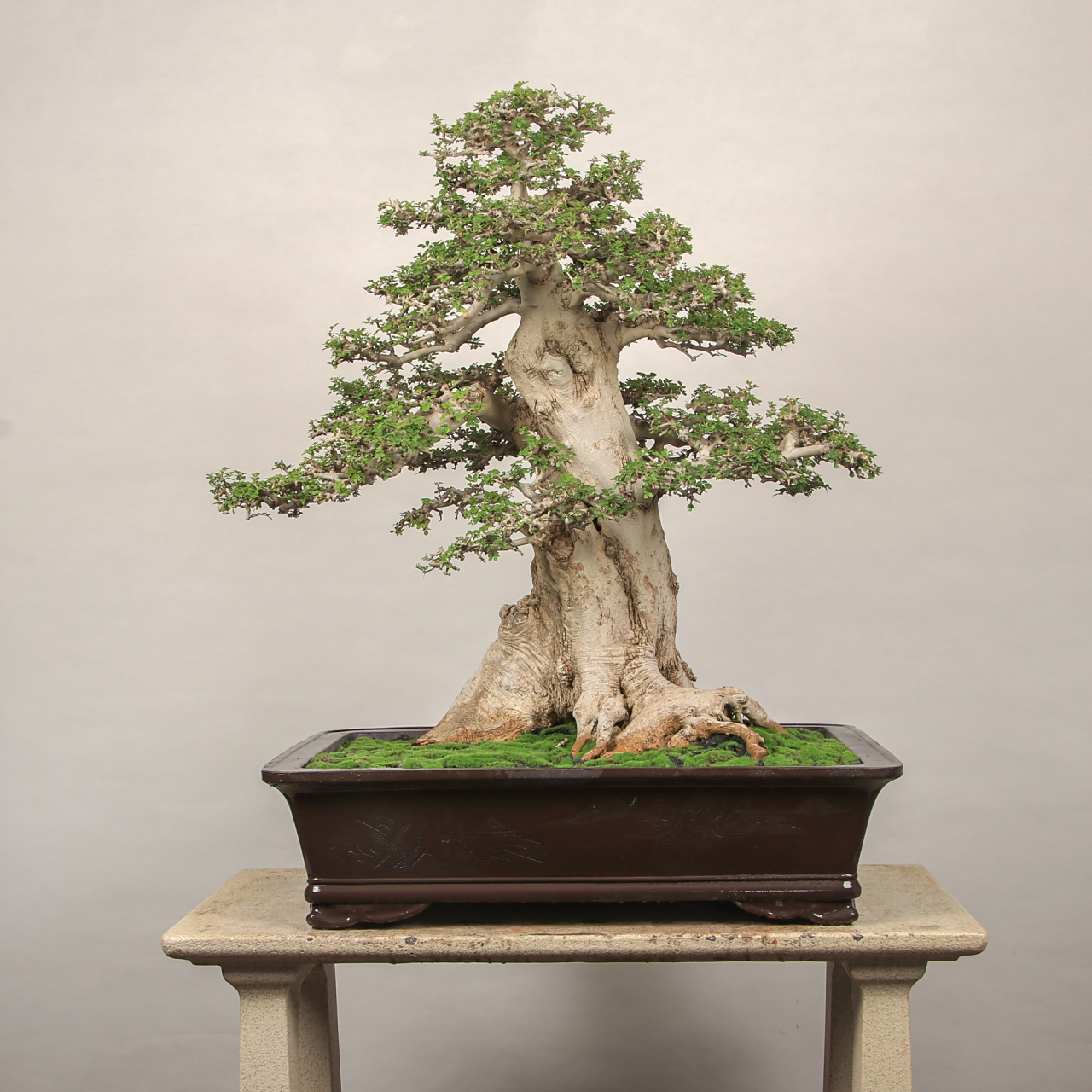 百年老桩对节白蜡盆景 一物一拍,所见即所得!细节如图所示! 盆景