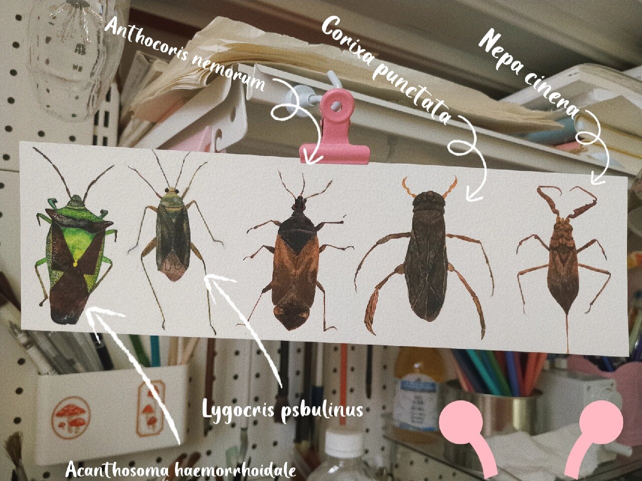 这是什么昆虫?手绘昆虫-蝽(附线稿