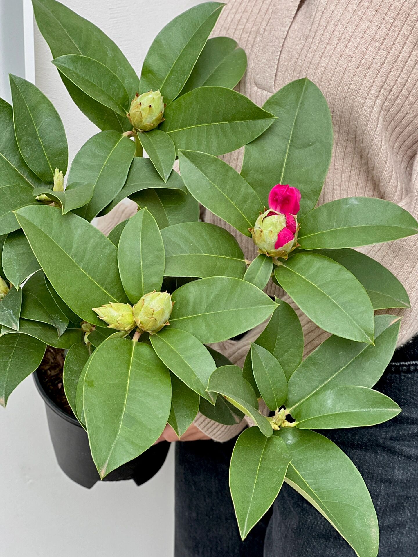 年宵花 |"红粉佳人"高山杜鹃盆栽00 年宵花"新"宠 去年开始在花市