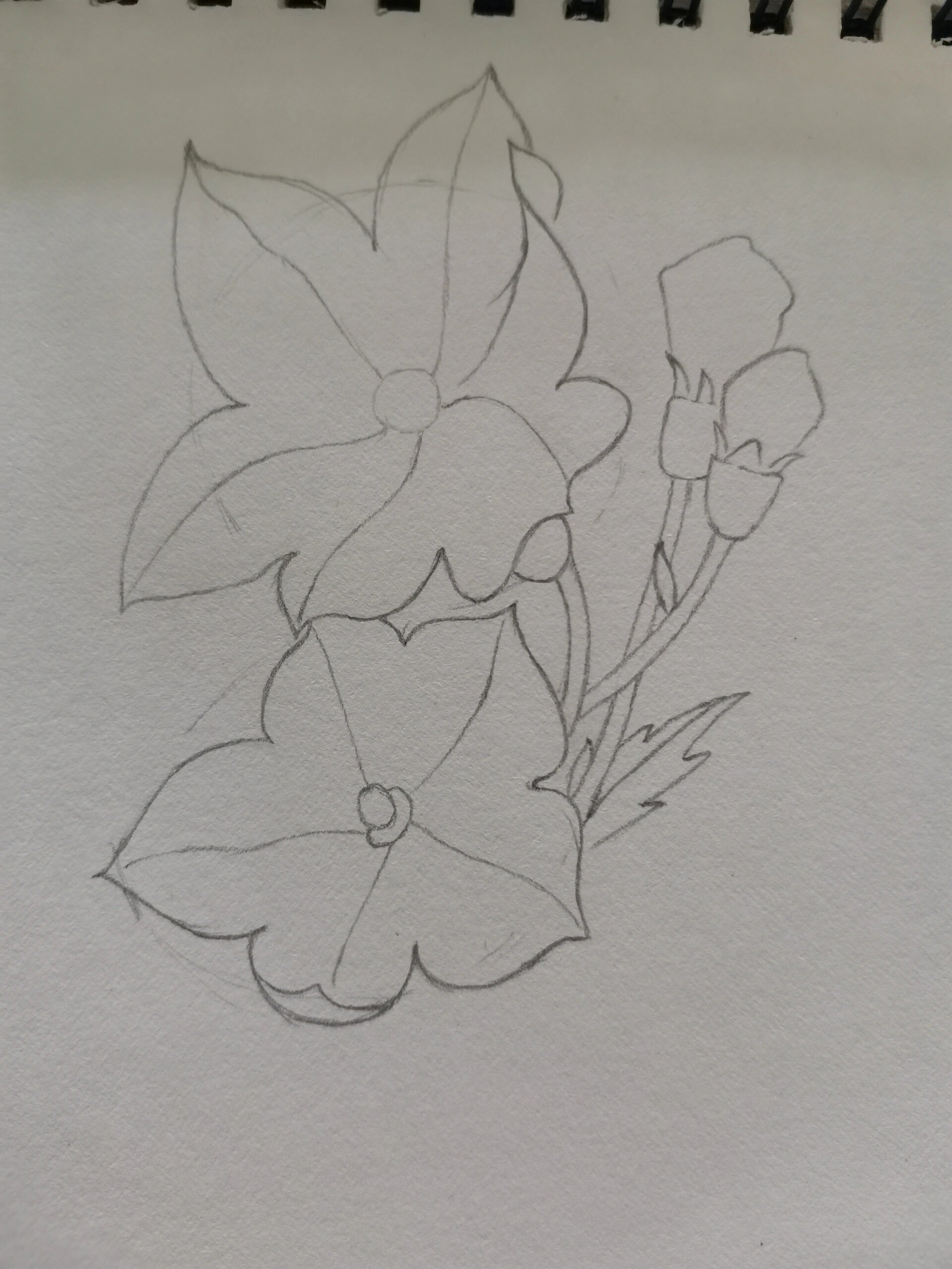 零基础学画画165～桔梗(附步骤