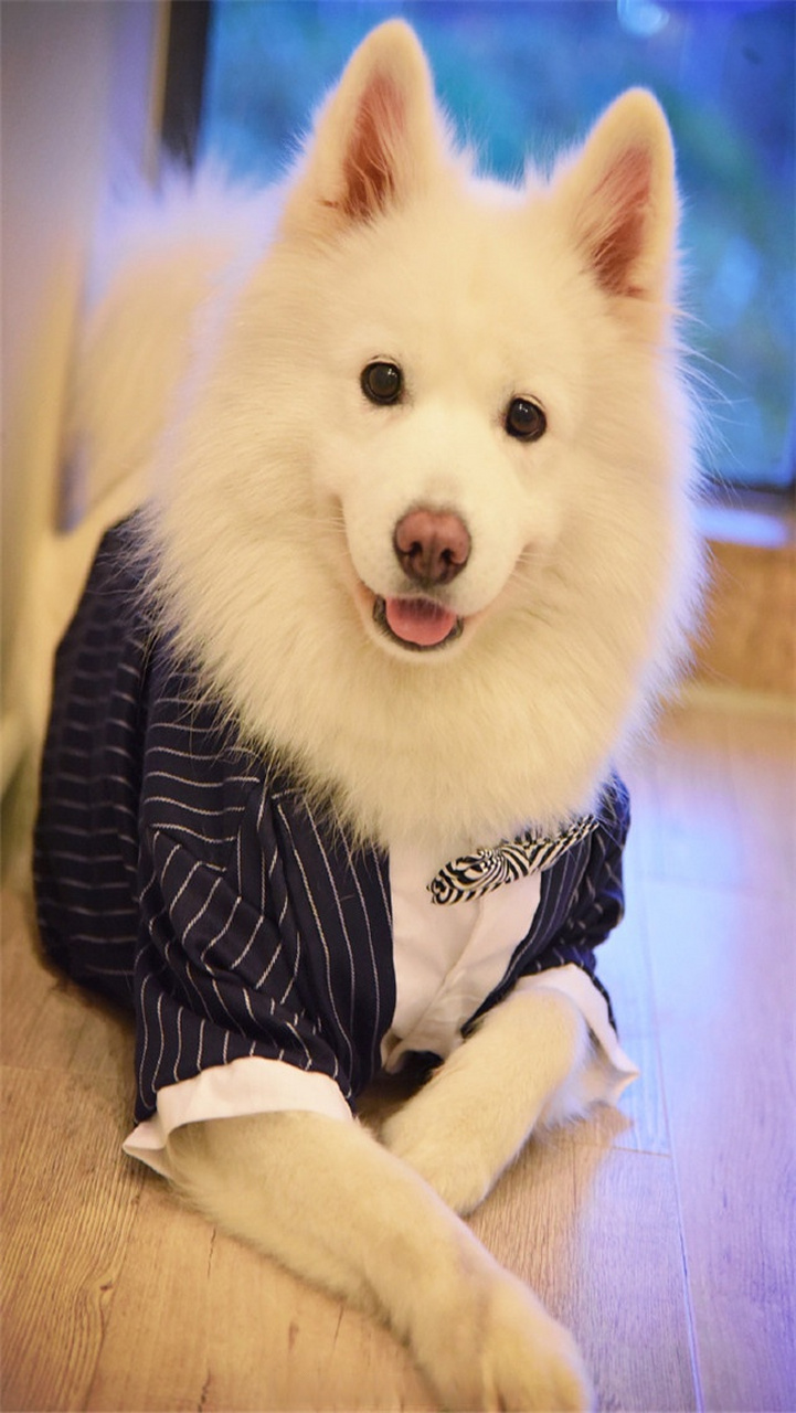 分享一波最可爱的小动物,世界上最可爱的,莫过于萌萌的小动物,快来看