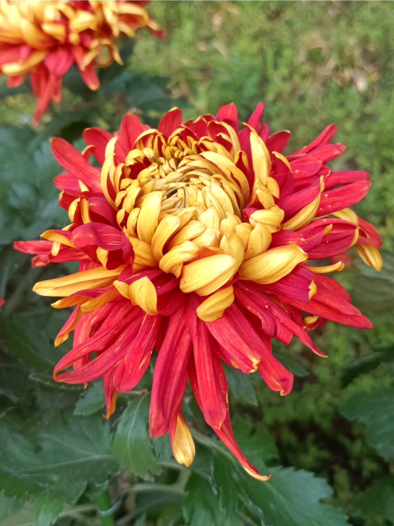 红色,黄色为主色调的菊花 看着就很喜庆 	 94你喜欢金背大红菊吗?