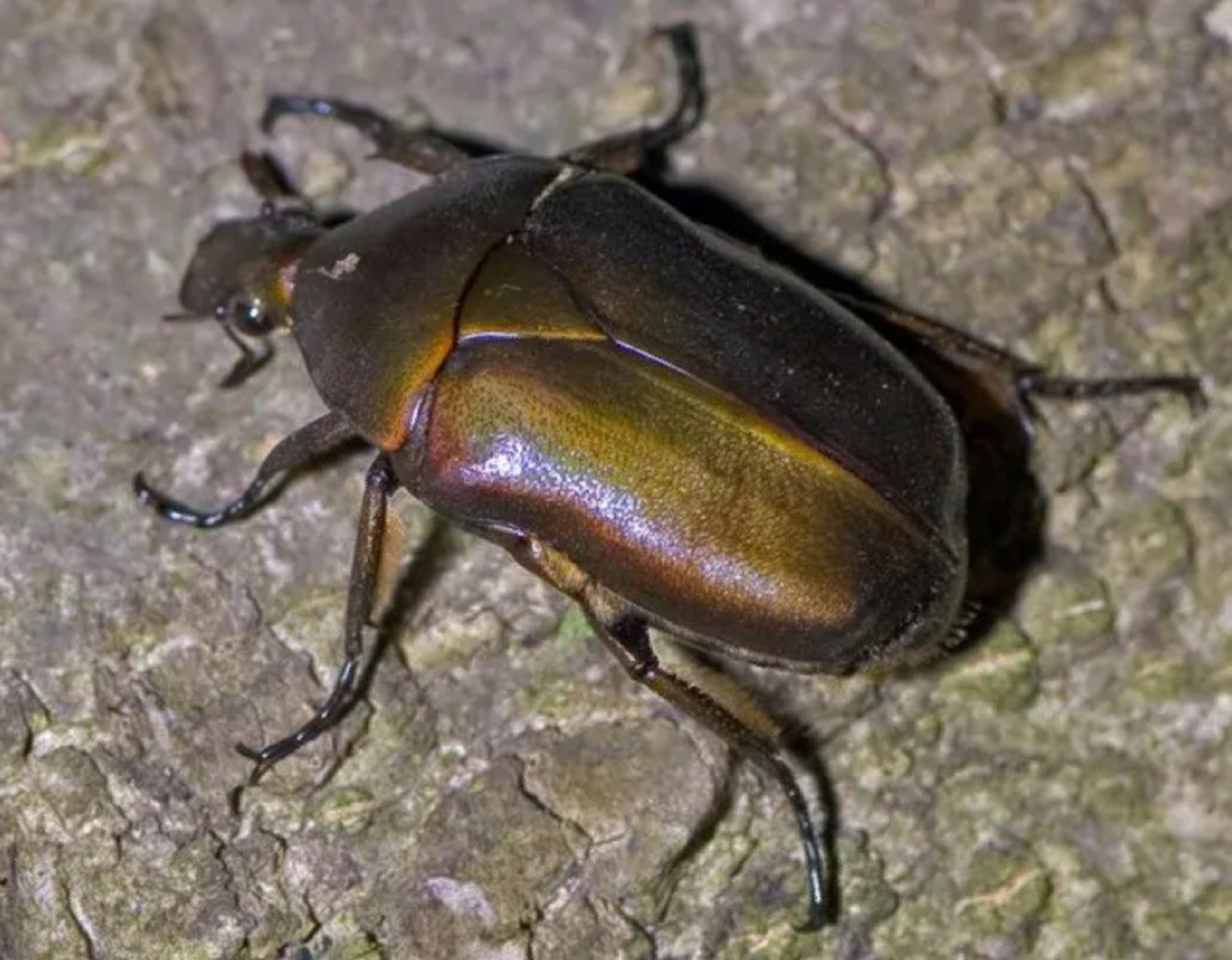 常见花金龟科普(8)-日伪阔花金龟 这次的花金龟,是我今年北京的目标虫