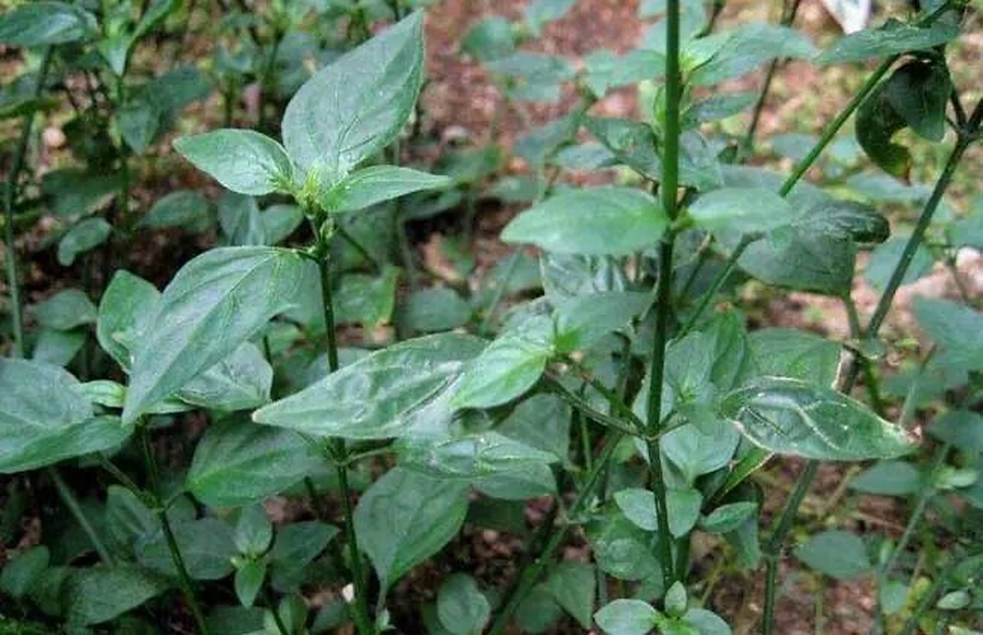 狗肝菜的功效与作用 狗肝菜是一种中草药,又名土羚羊,青蛇仔或路边青.