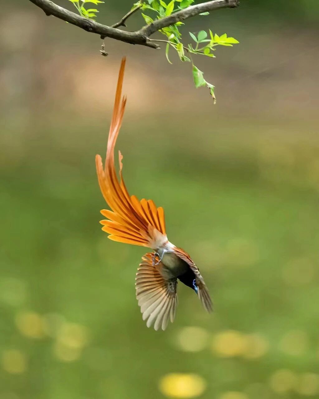 入伏第一天,分享美照 《红绶带鸟》摄于河南董寨