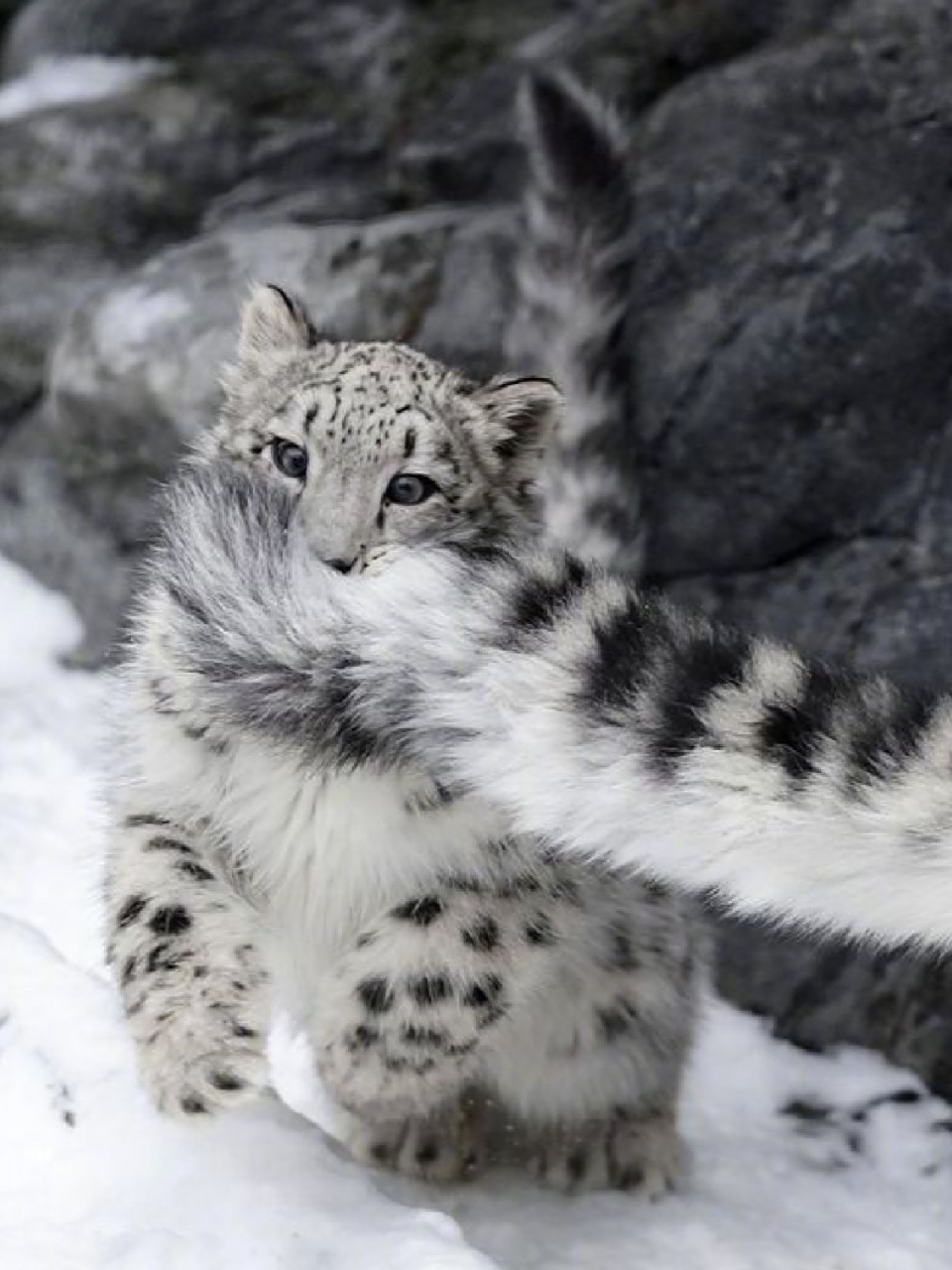 天冷要豹抱 谐音梗扣90毛绒绒滴雪豹尊滴很可爱啊啊雪豹(panthera