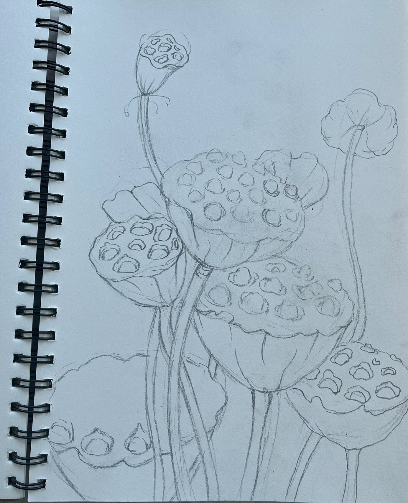 针管笔|手绘莲蓬(步骤