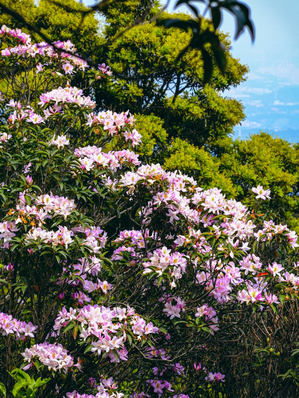 一起登高看杜鹃花海吧 深圳梧桐山一年一度的杜鹃花季又来了!