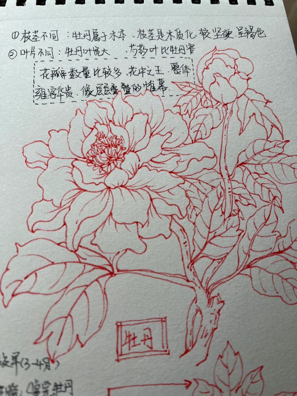 一图教你区分牡丹和芍药 工具:勾线笔 不喜勿喷,欢迎补充