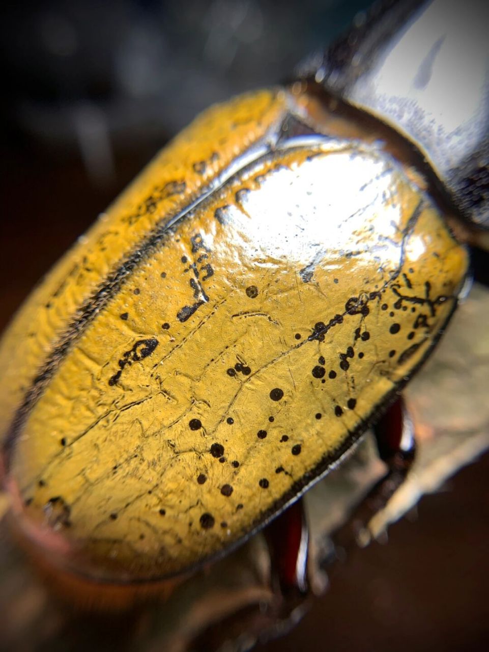 金甲巨人 长戟大兜虫,来自中南美洲热带雨林的巨型甲虫, 是世界上最长