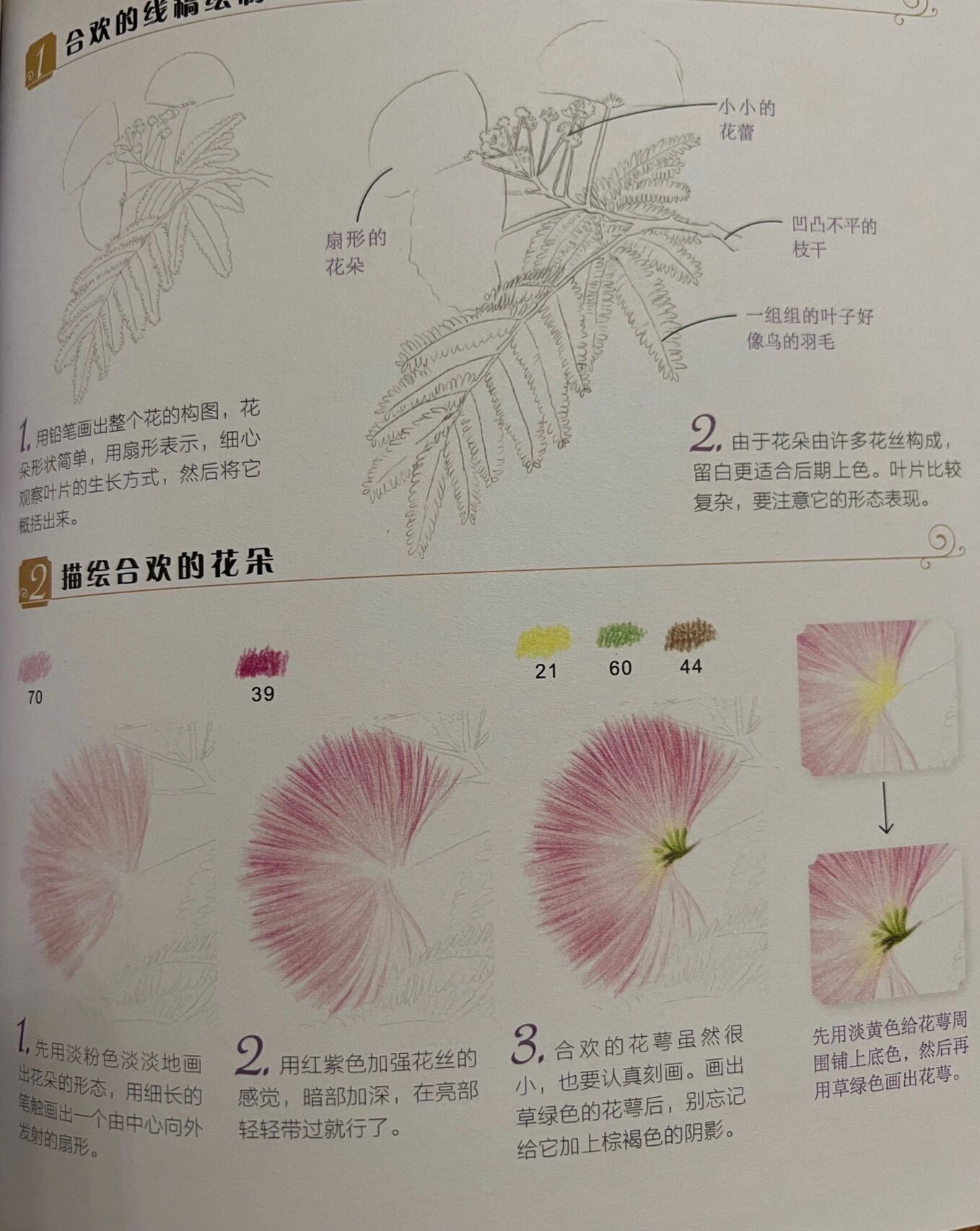 彩铅花卉