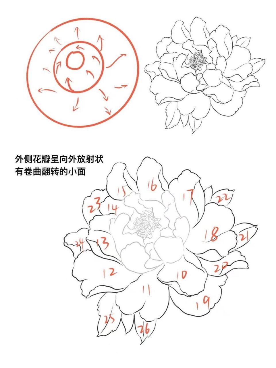 牡丹花结构图名称图片