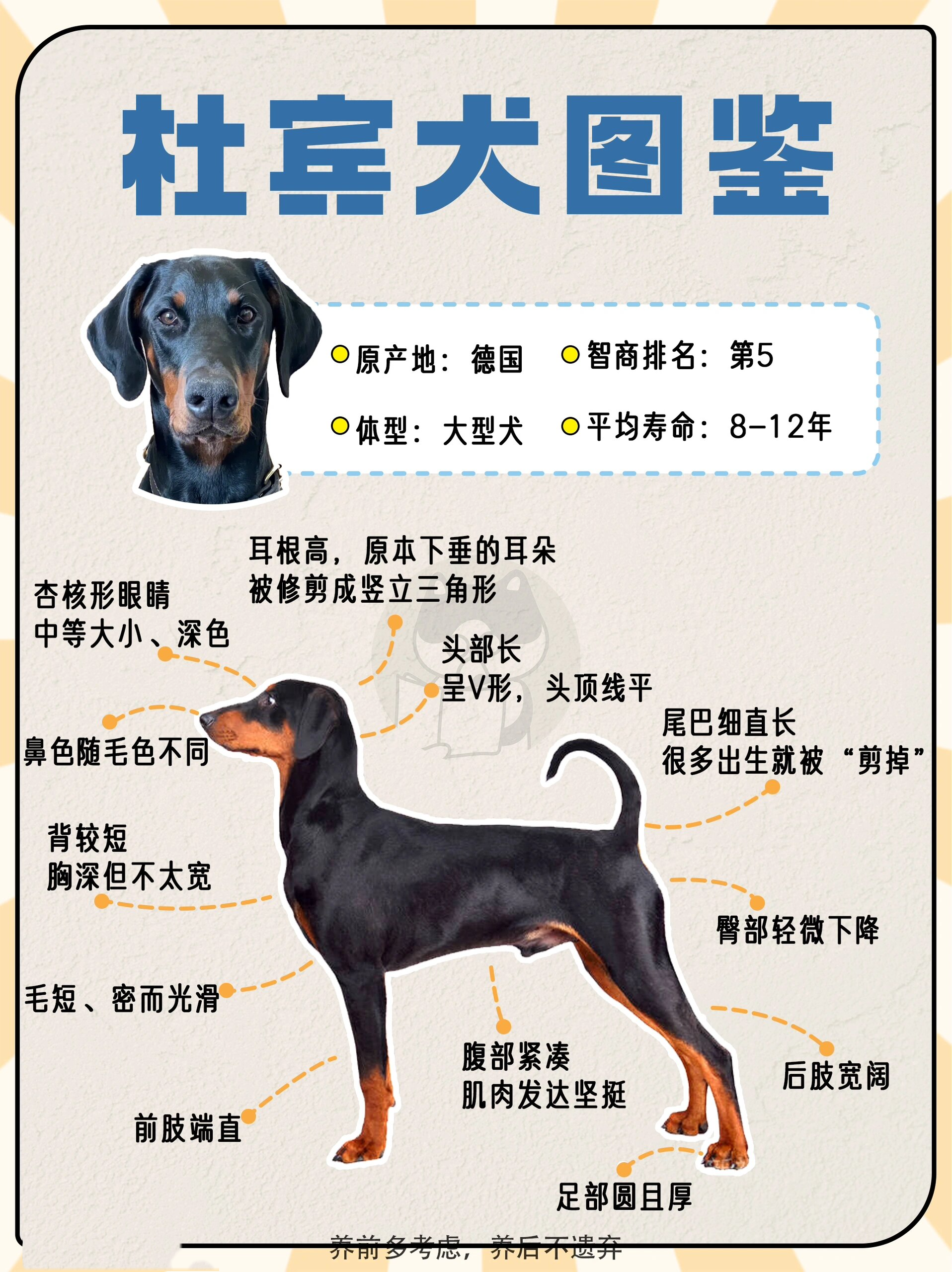 狗狗图鉴|杜宾犬,外刚内柔的霸道总裁