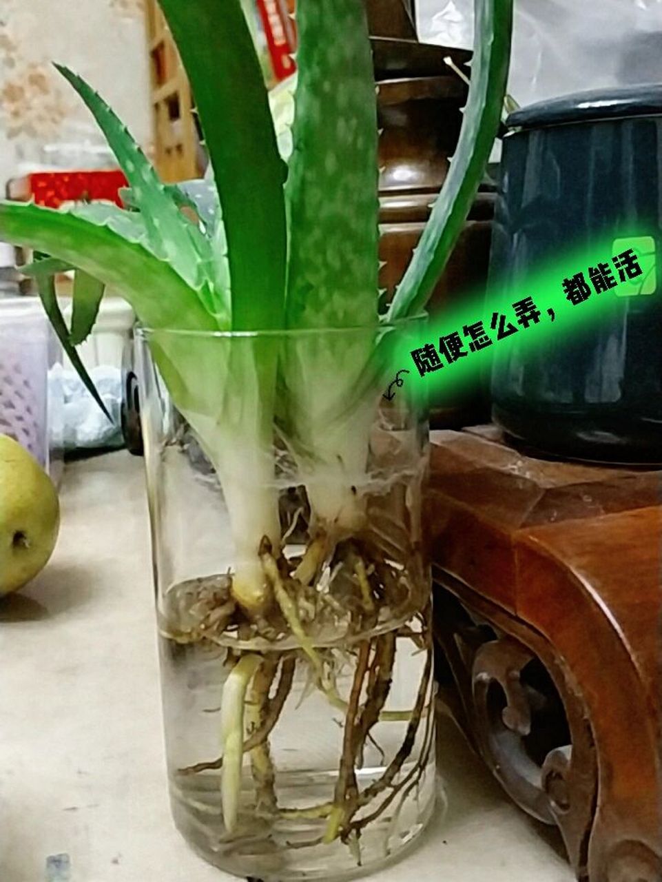 水培芦荟  爆盆了,从土里拔出来,放水里养,它一样能活,特别注意:根部