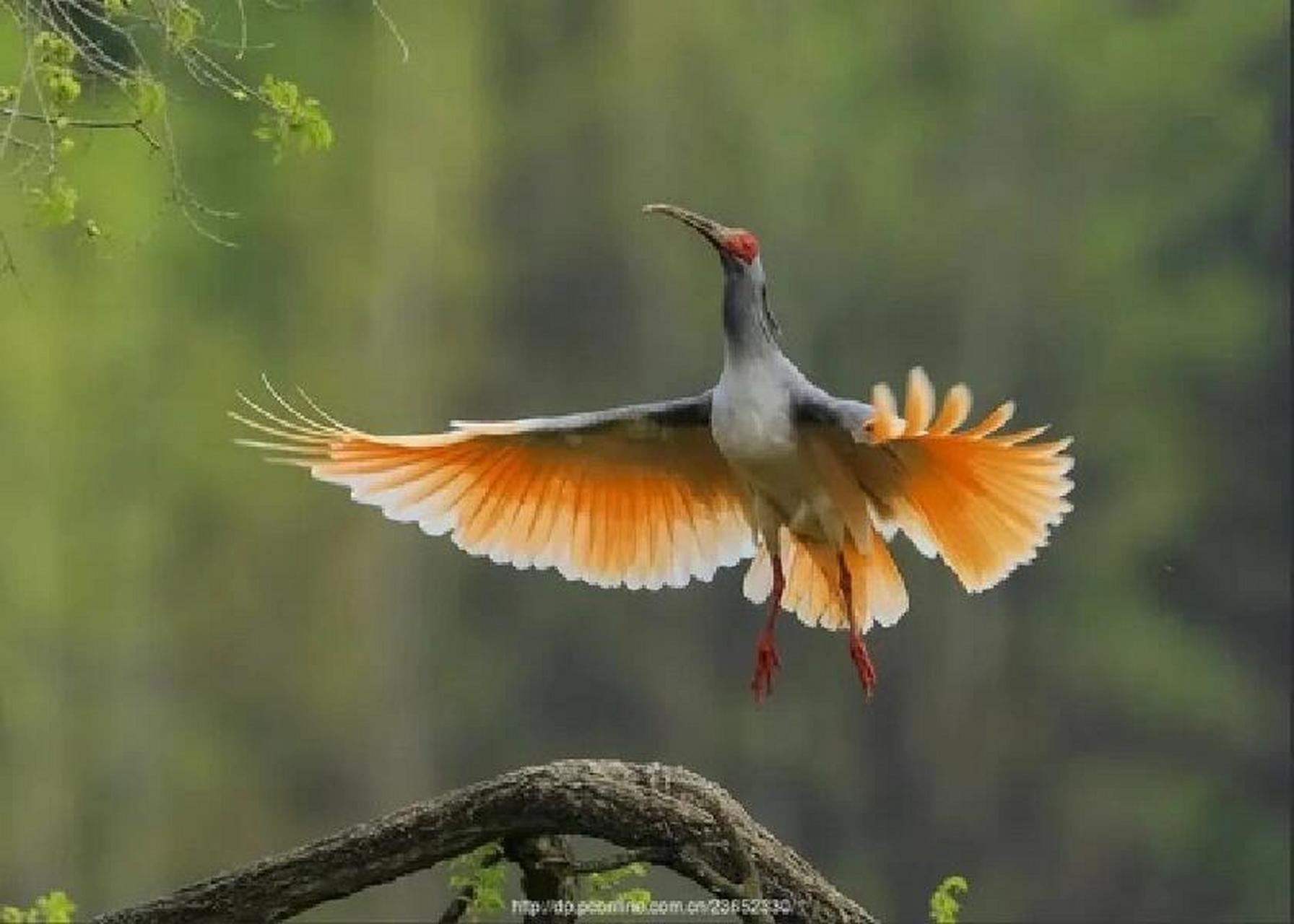 洋县第二站——朱鹮梨园景区 朱鹮梨园由一轴两核五区构成,包括山脊