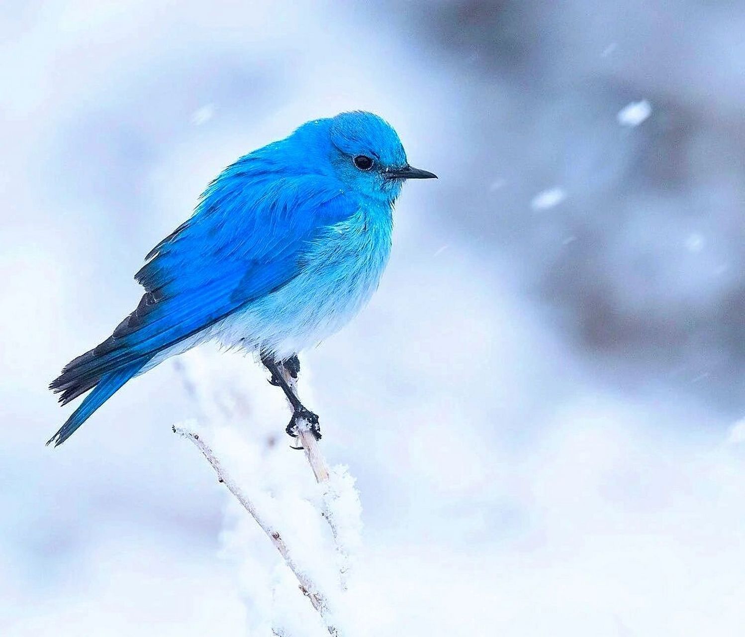 蛋比人出名系列|知更鸟的爱情92蒂芙尼蓝 蓝知更鸟 91蓝色知更鸟
