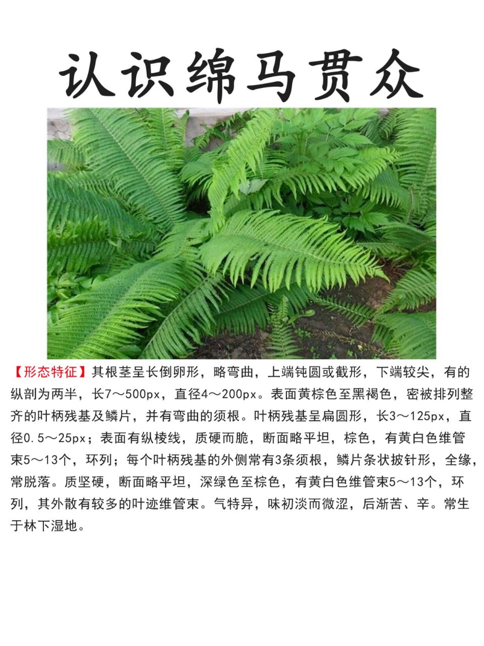 为鳞毛蕨科植物粗茎鳞毛蕨的干燥根茎和叶柄残基,秋季采挖,削去叶柄