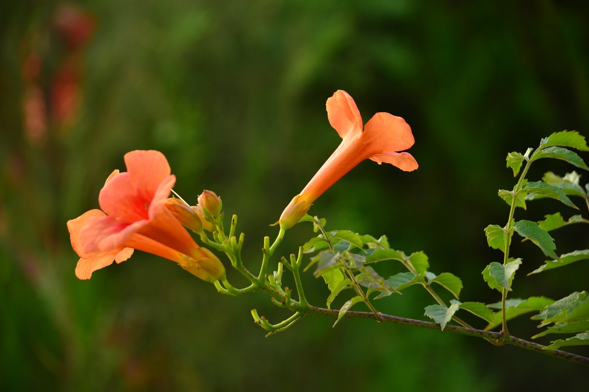 绘画素材【凌霄花】 95标有【绘画素材】图片大部分源于网络,不是