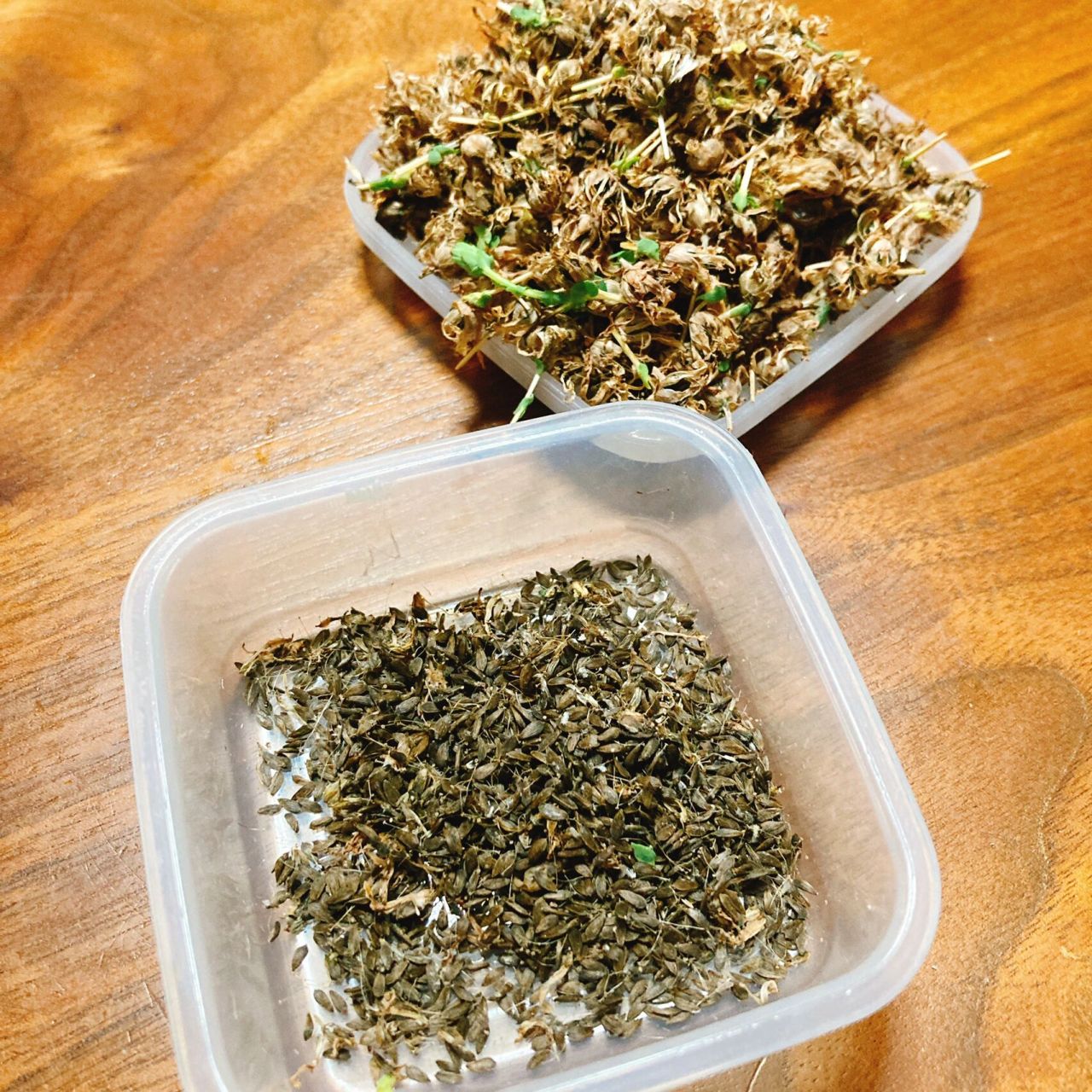 收获莴笋种子 去年种了几颗青皮莴笋长的很大根,个人觉得比起别的品种