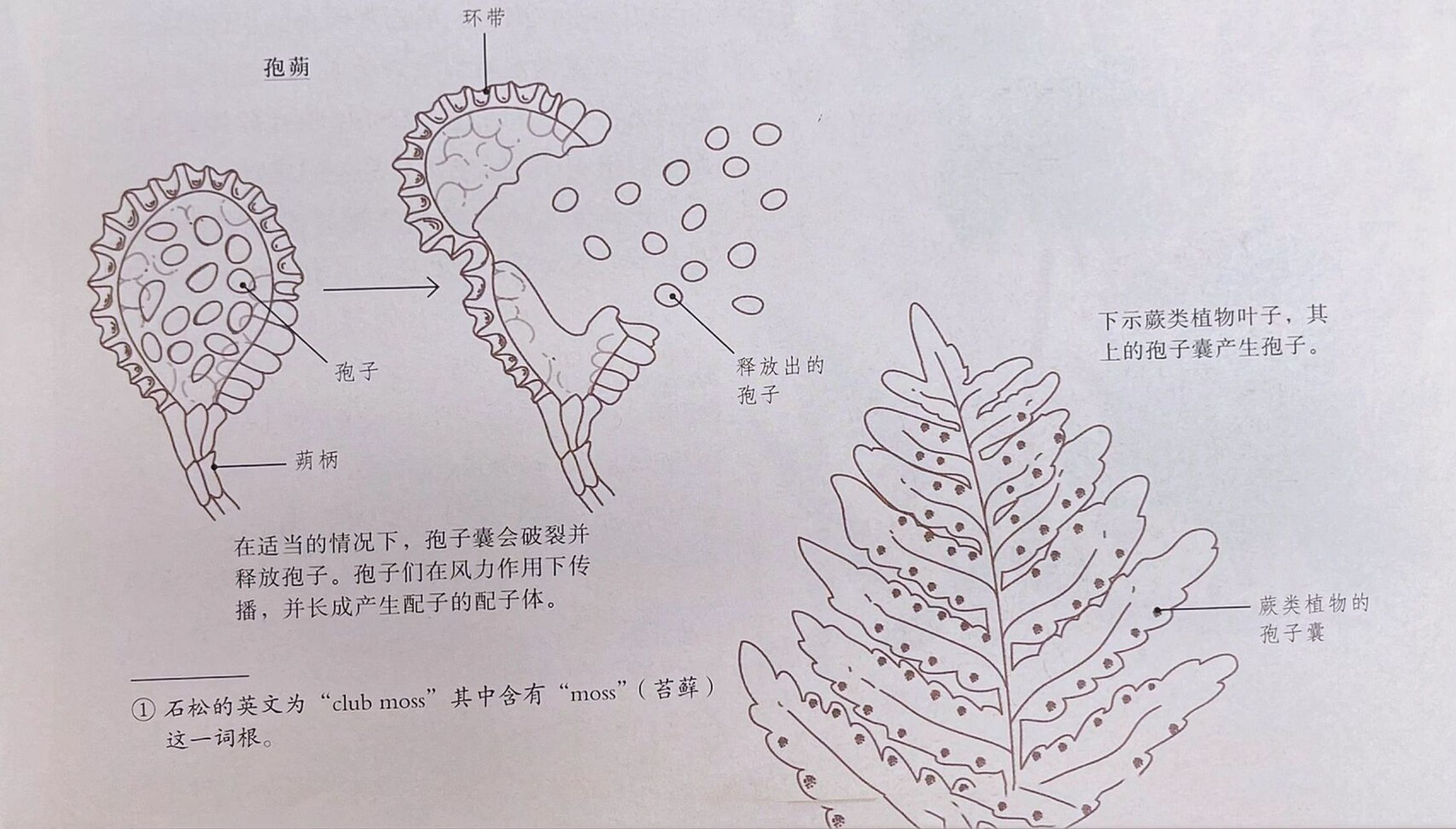 蕨类植物孢子囊示意图图片