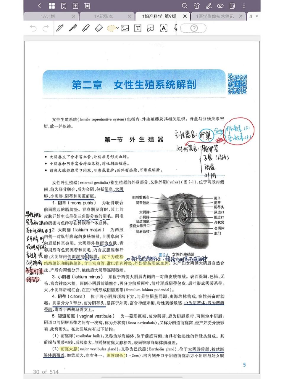 婦產科學第二章女性生殖系統解剖(1) 是跟著景晴老師的課做的筆記