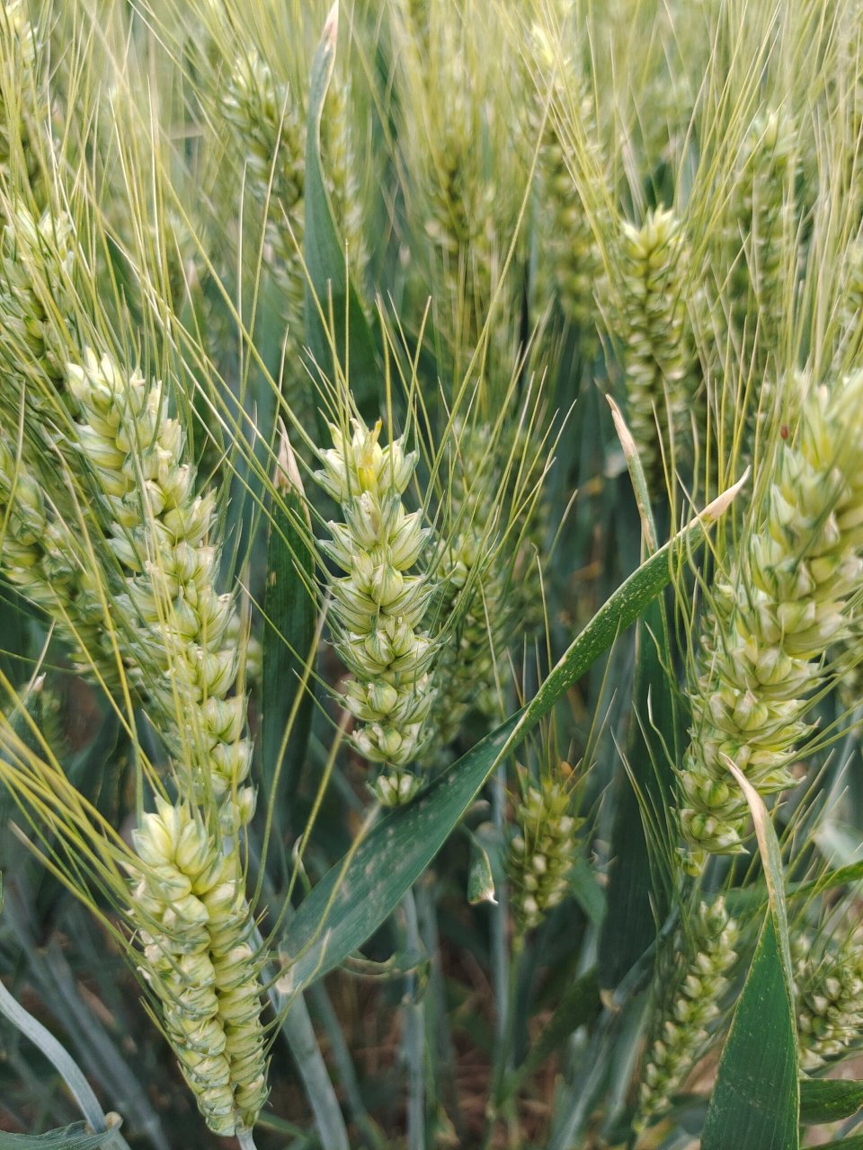 头一次见到绿色的分不清水稻和小麦