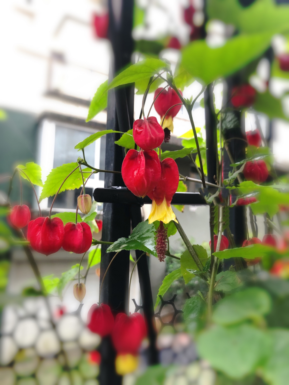一定要养颗灯笼花 灯笼花学名蔓性风铃花,好养,随意剪根枝条插插都活