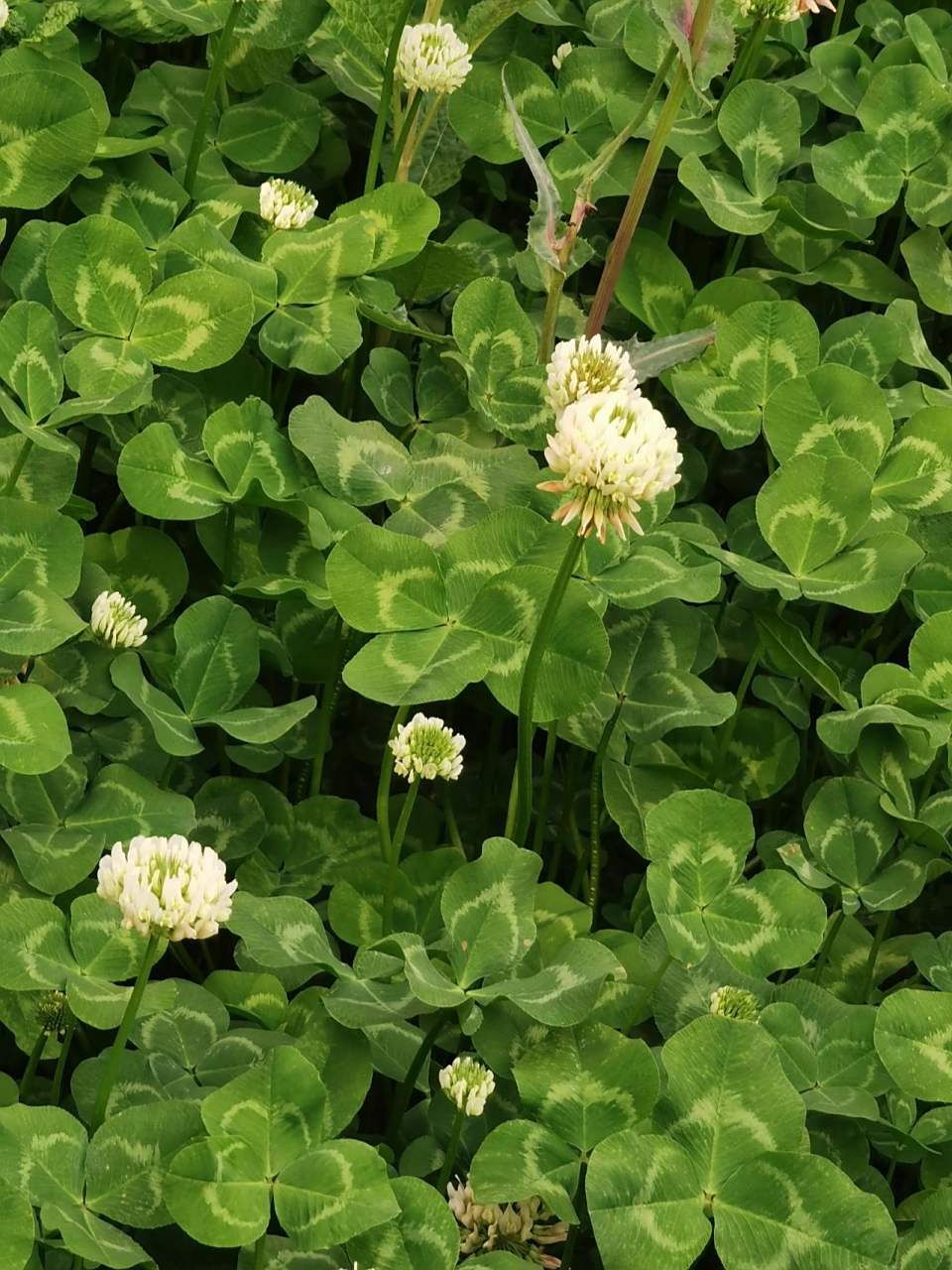 四叶草又名幸运草,学名苜蓿草,是多年生草本植物,一般只有三片小叶子