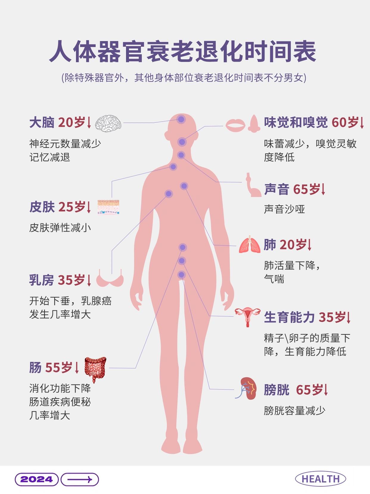 一文看懂人体器官衰老退化时间表 你是否在某个瞬间,感觉自己变老了?