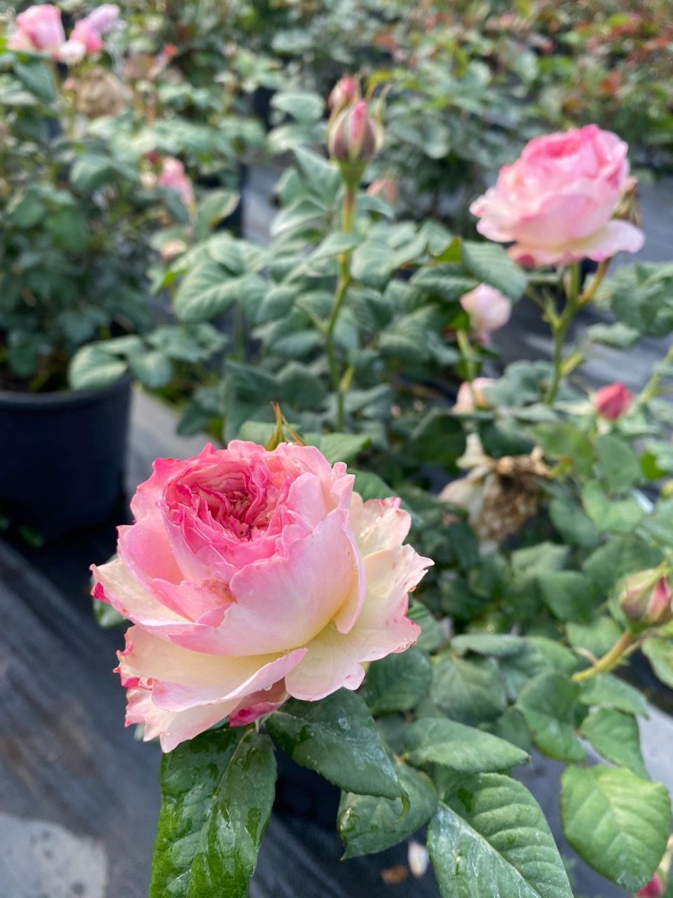 凯拉月季,花中精灵,轻灵飘逸的美