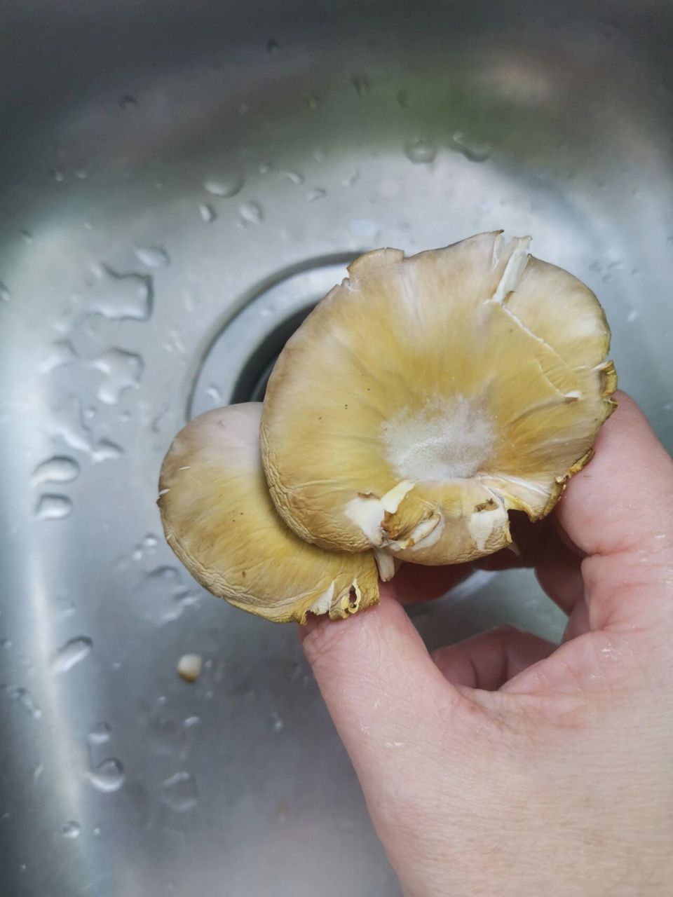 现在是否平菇也被毒养了?[失望]