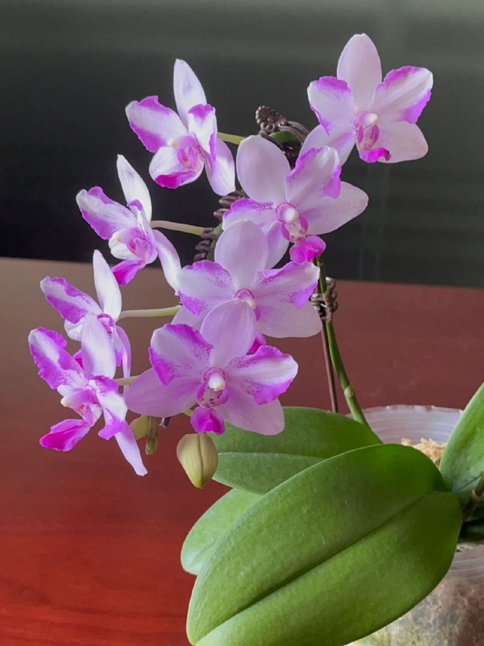 蝴蝶兰:紫水晶(双花剑凹造型版) 不愧是新手推荐的紫水晶 花期长 有