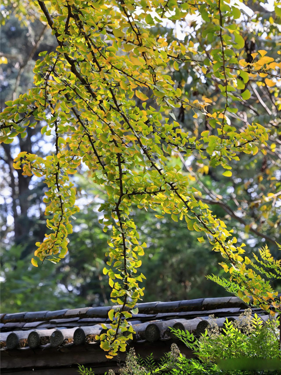 昆明西山华亭寺,银杏不负秋,风景正当时.