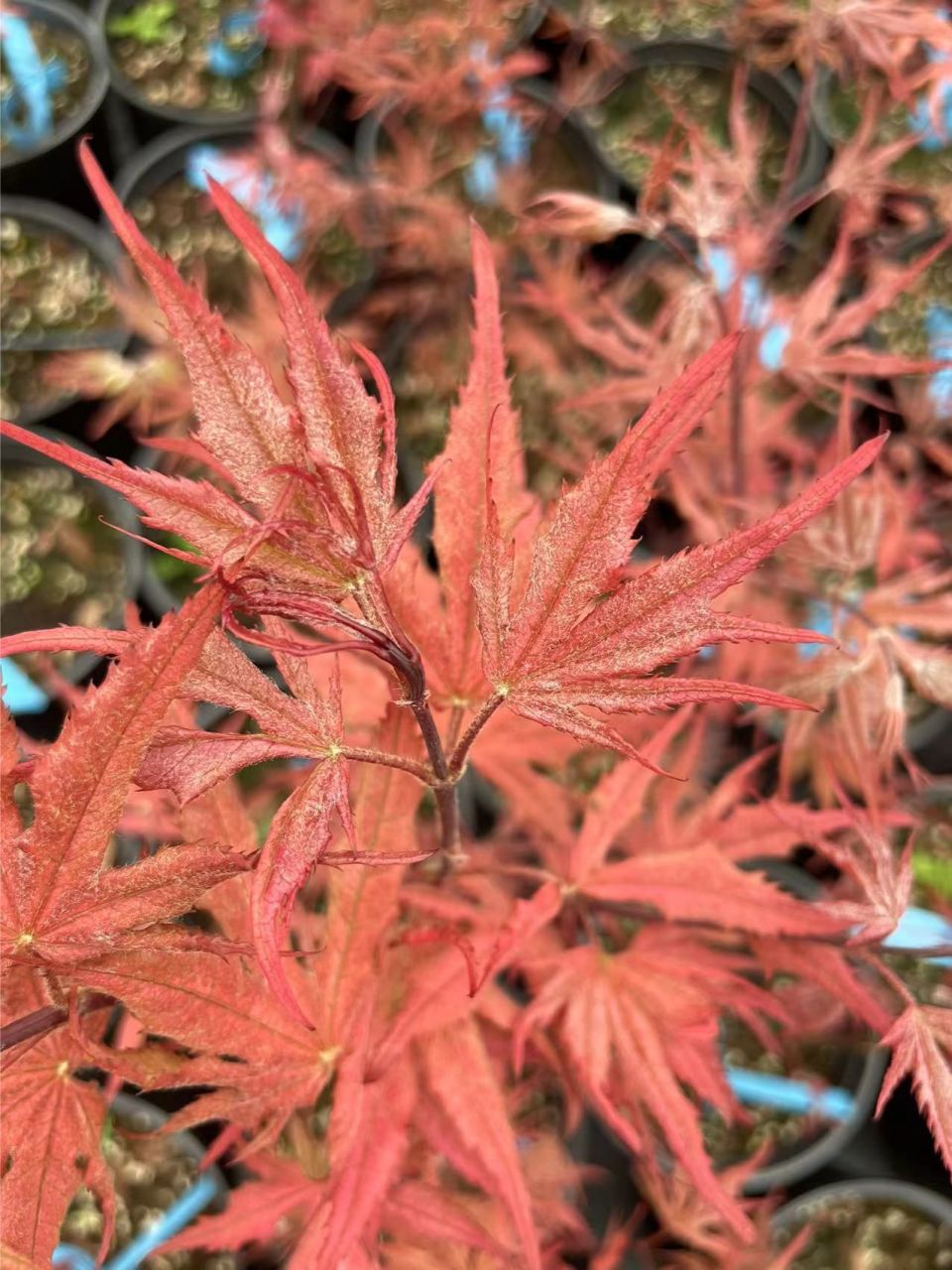 枫树品种|紫精灵 枫树品种:紫精灵 拉丁文:acer palmatum purple