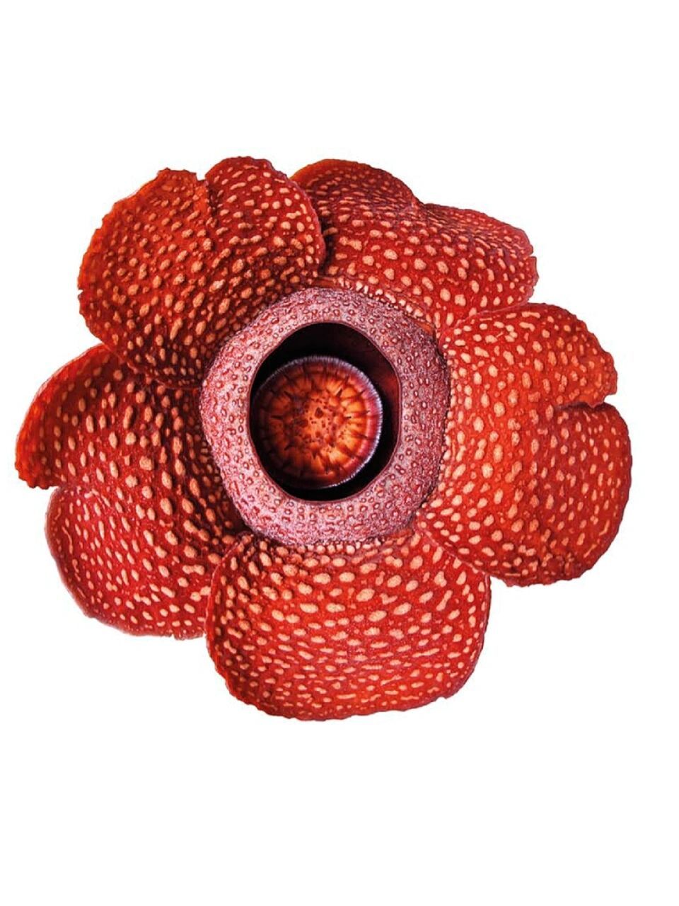 01大王花(rafflesia)|世界上最大的花 7815每天认识一种植物-01