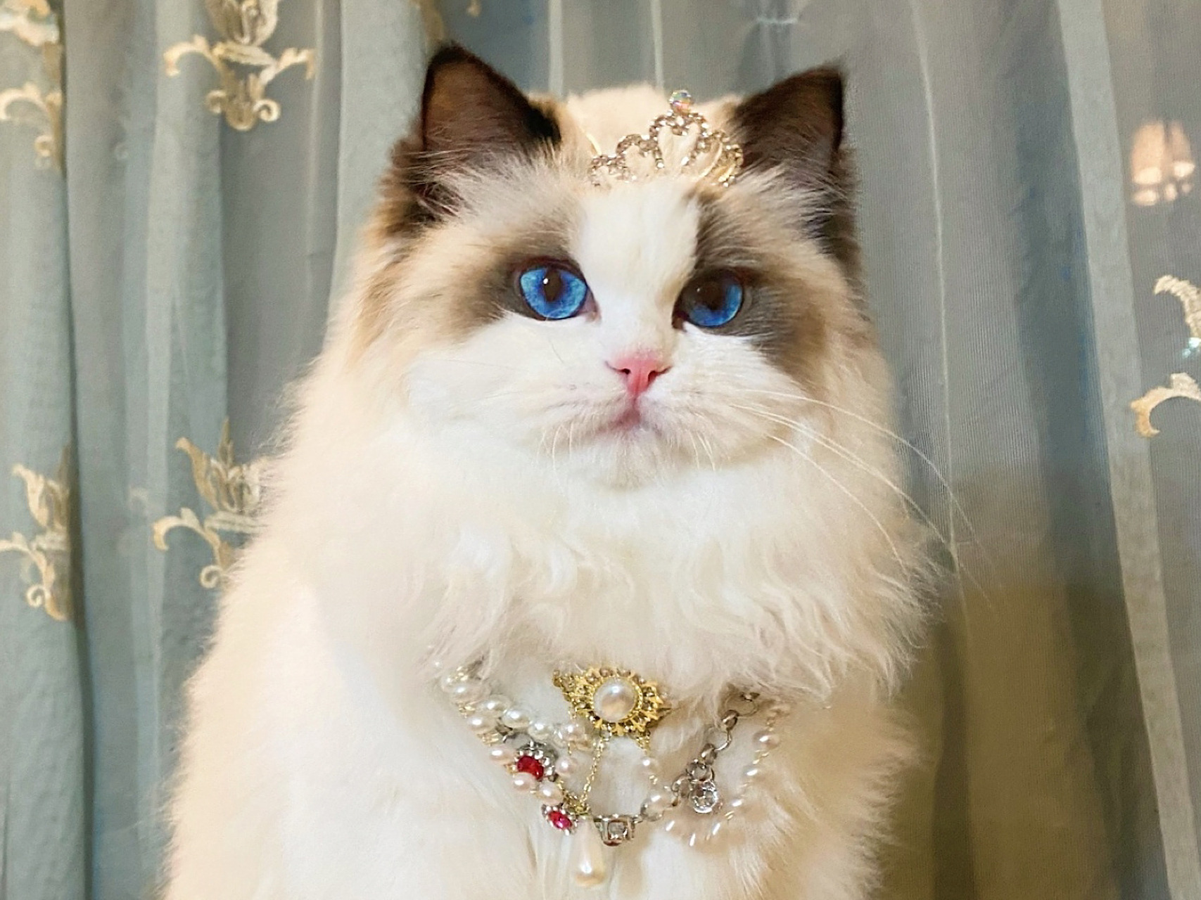 布偶猫 戴上皇冠的赛级妹妹,美到窒息. 我的水灵灵已经6个多月,是新晋