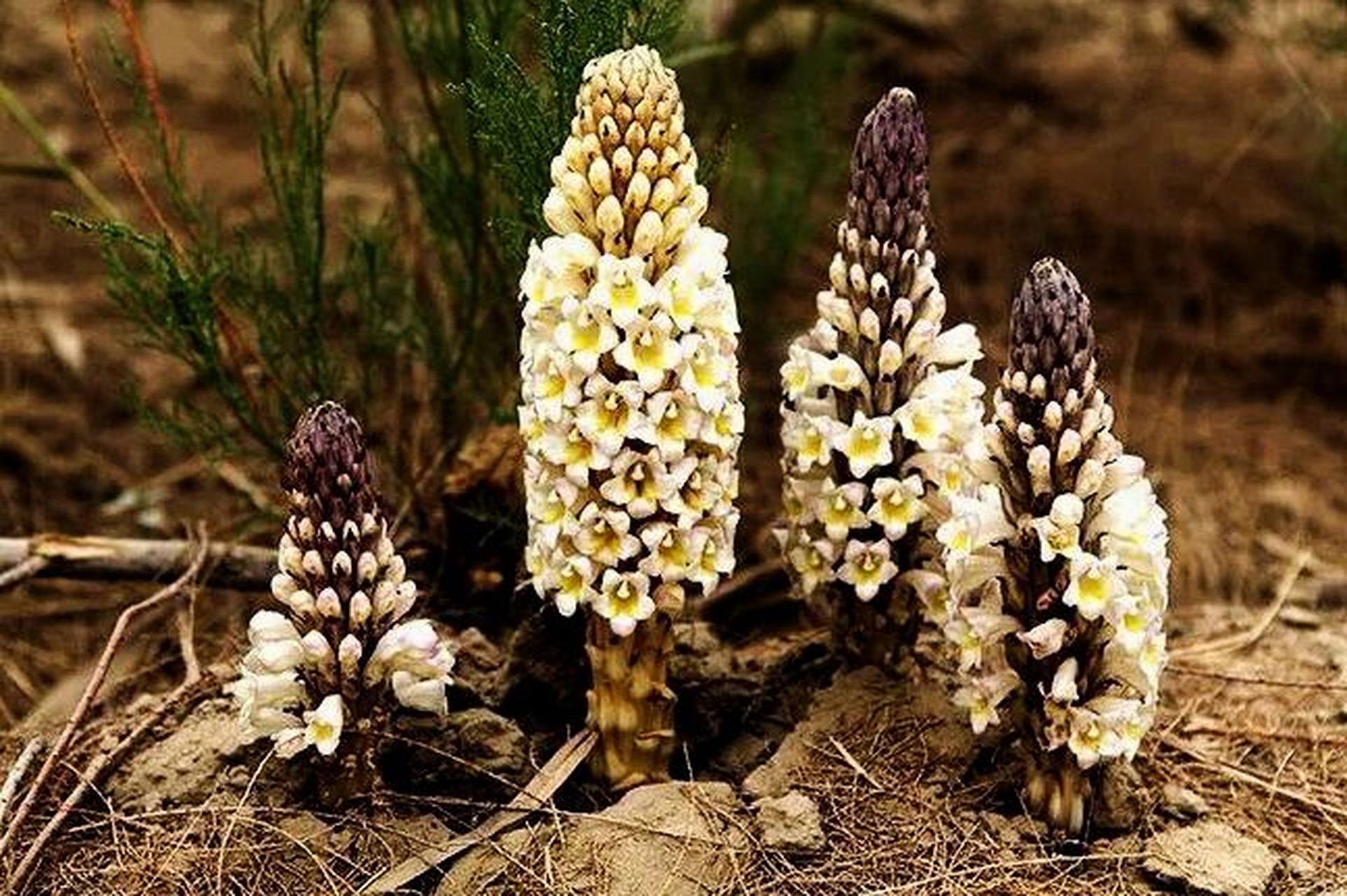 肉苁蓉——今天你认识新植物了嘛!