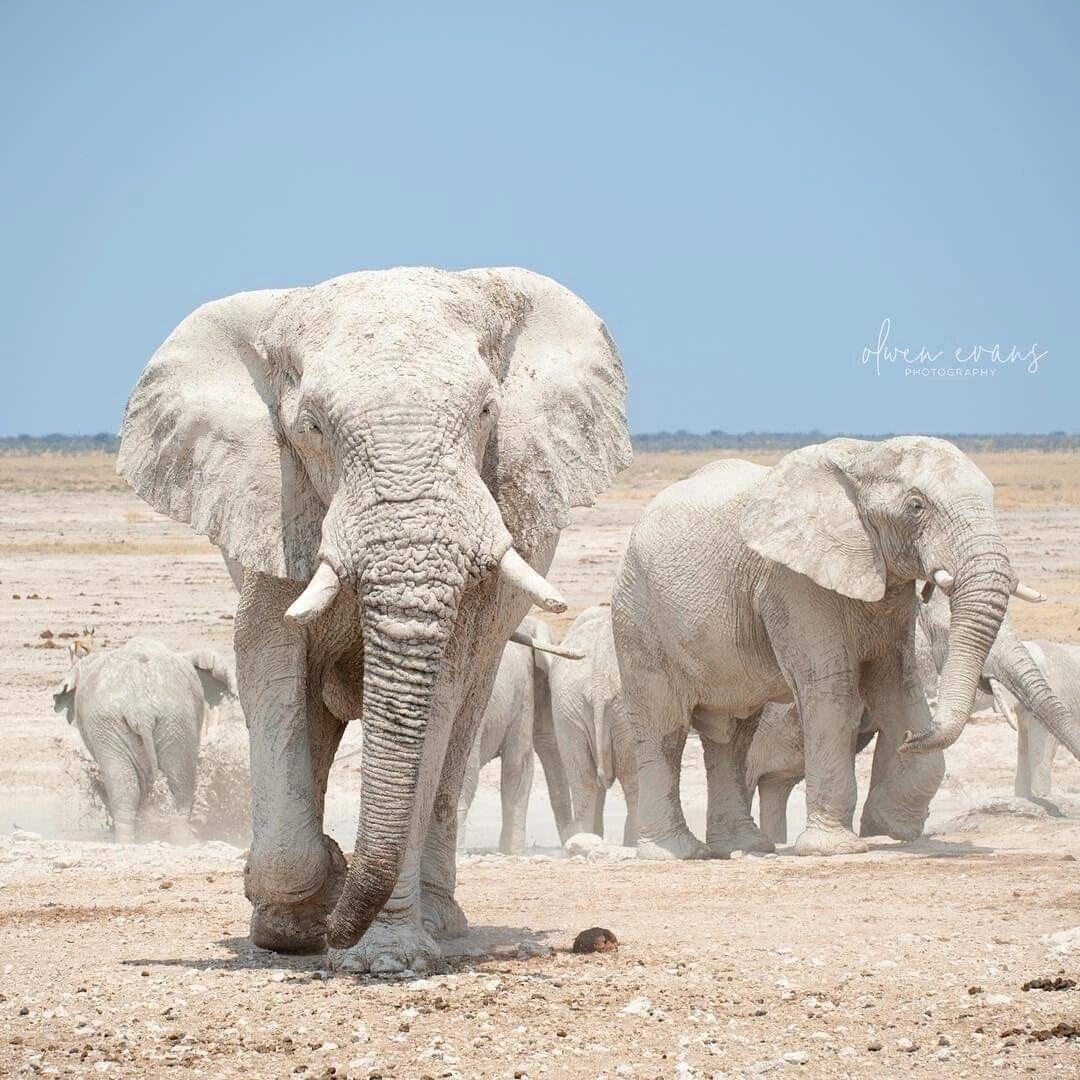 白化大象|绘画素材参考|审美提升