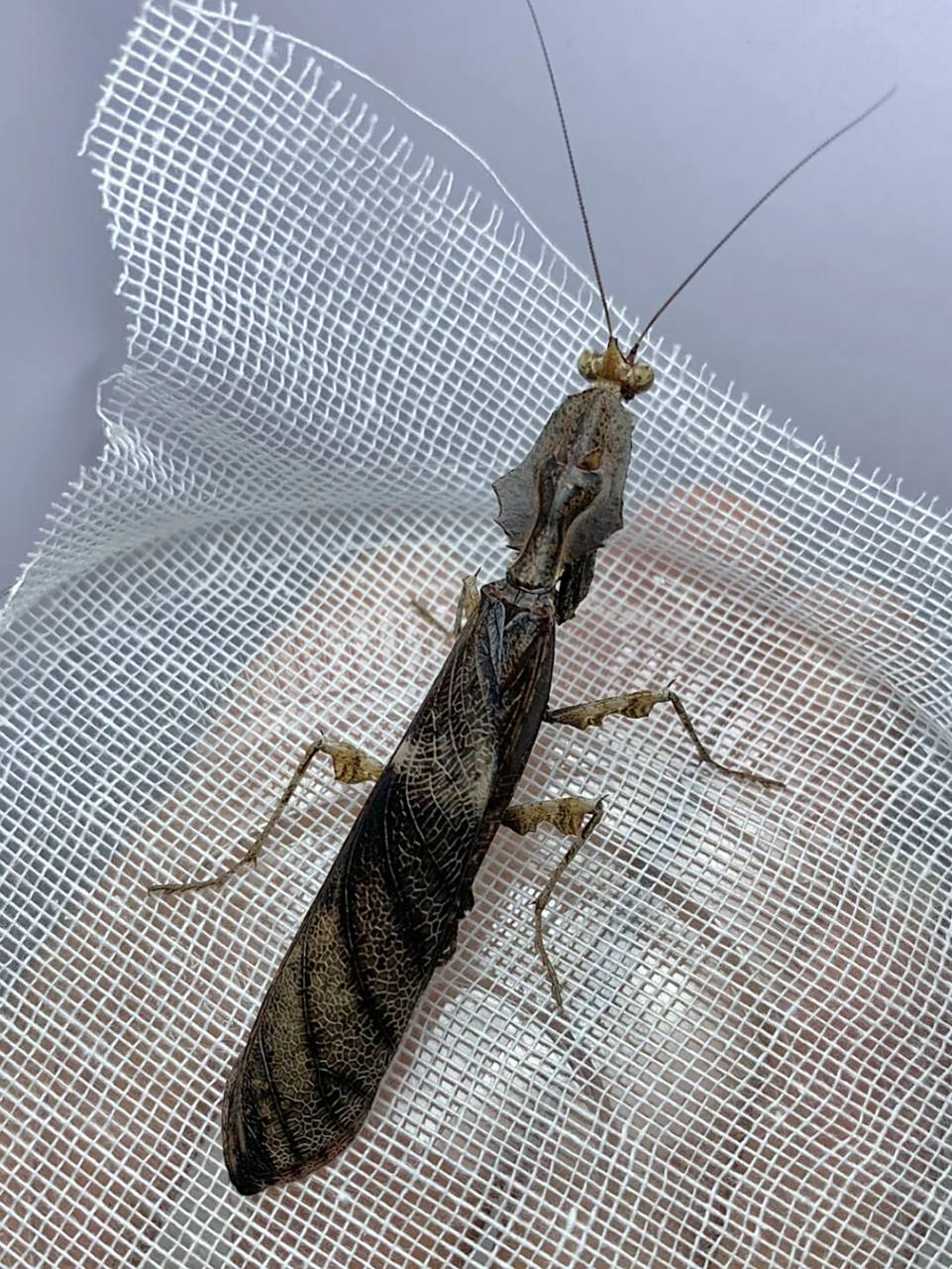 中南拟睫螳雄性成虫～ 来自云南西双版纳～#螳螂