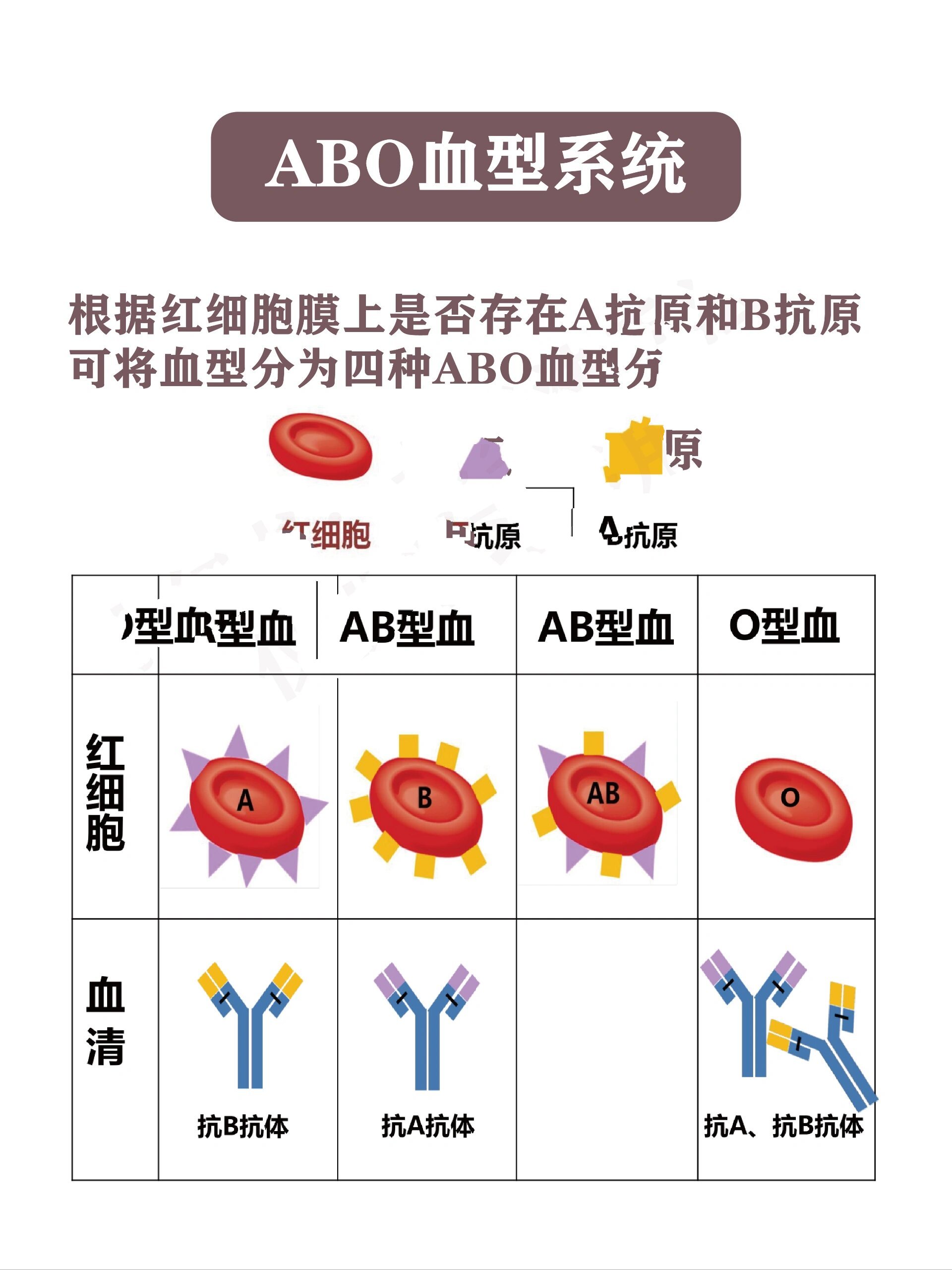 当人体内输入血型不相容的血液时