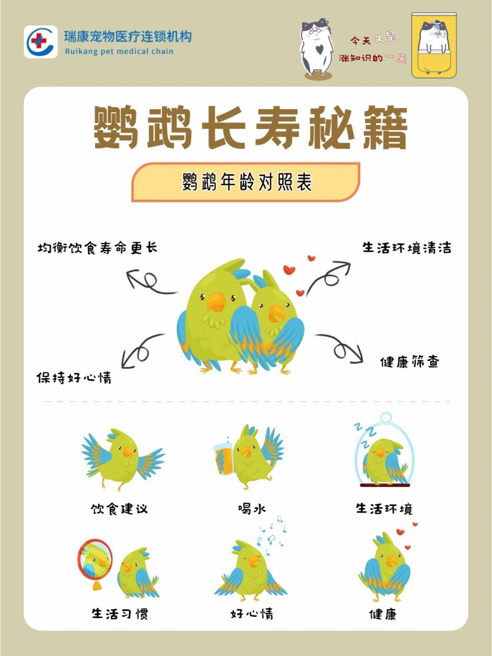 90鹦鹉长寿秘籍 | 年龄对照表 90小型鹦鹉平均寿命5-10年左右