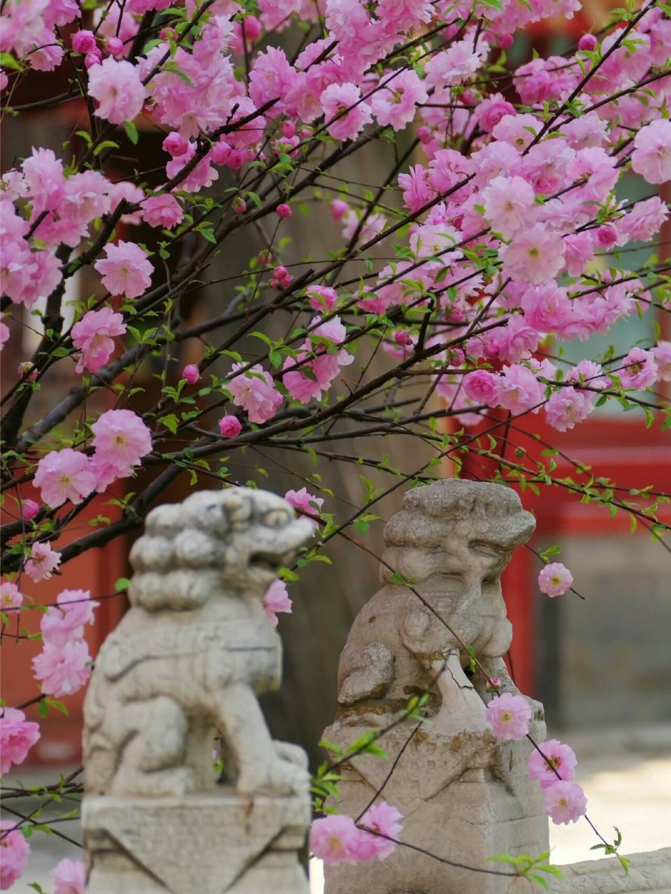 文星拱命格(学霸组合) 文昌星和文曲星在命宫,财