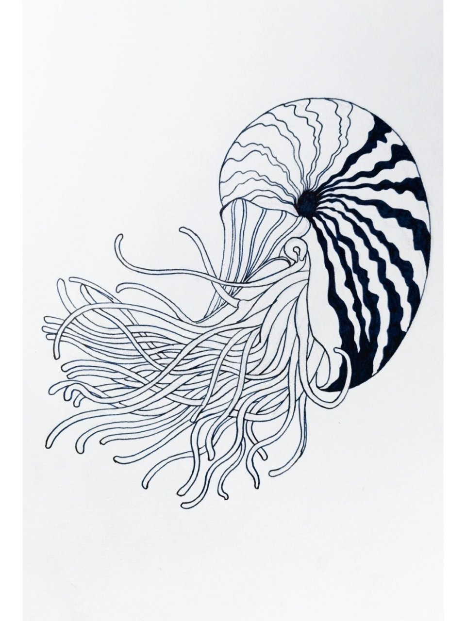 鹦鹉螺简笔画 画法图片