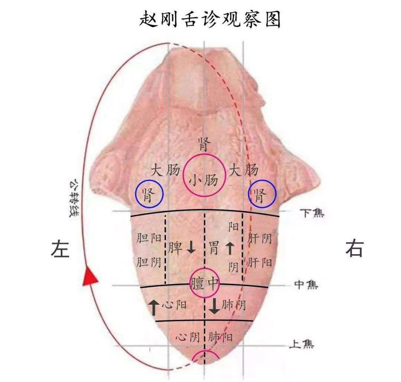 舌与脏腑,经络的联系 一,舌与脏腑,经络的联系 1,舌可反映心,神的病变