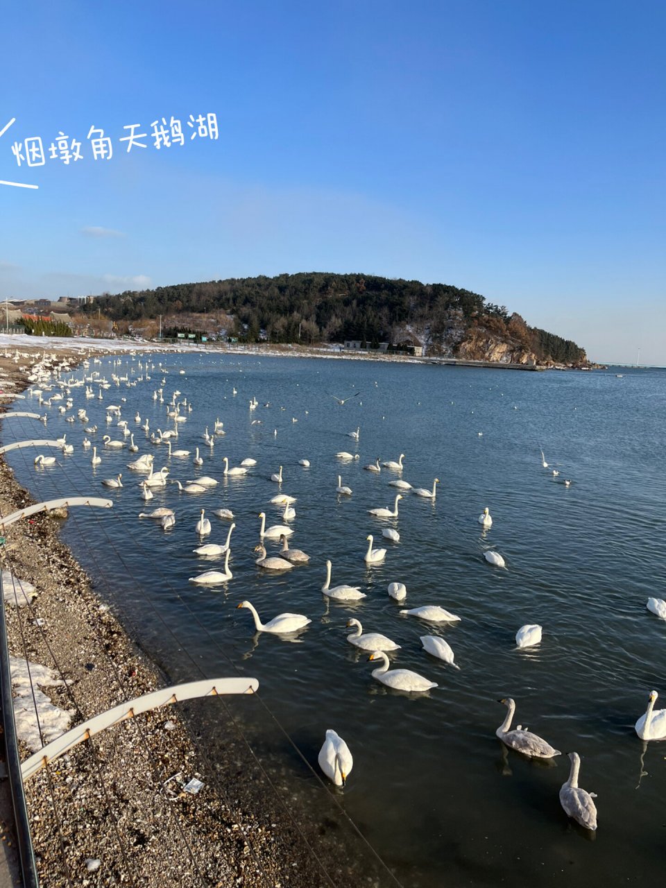 荣成天鹅湖景区图片