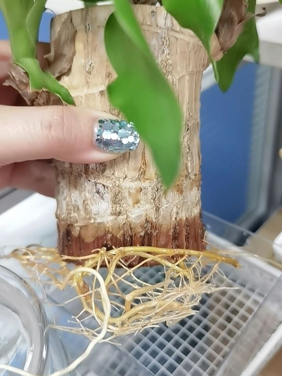 巴西木长根了还能水培吗?