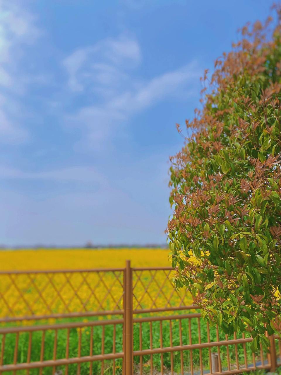 望亭花海|不容错过的油菜花田 北太湖(望亭)旅游风景区的"油菜花海"是