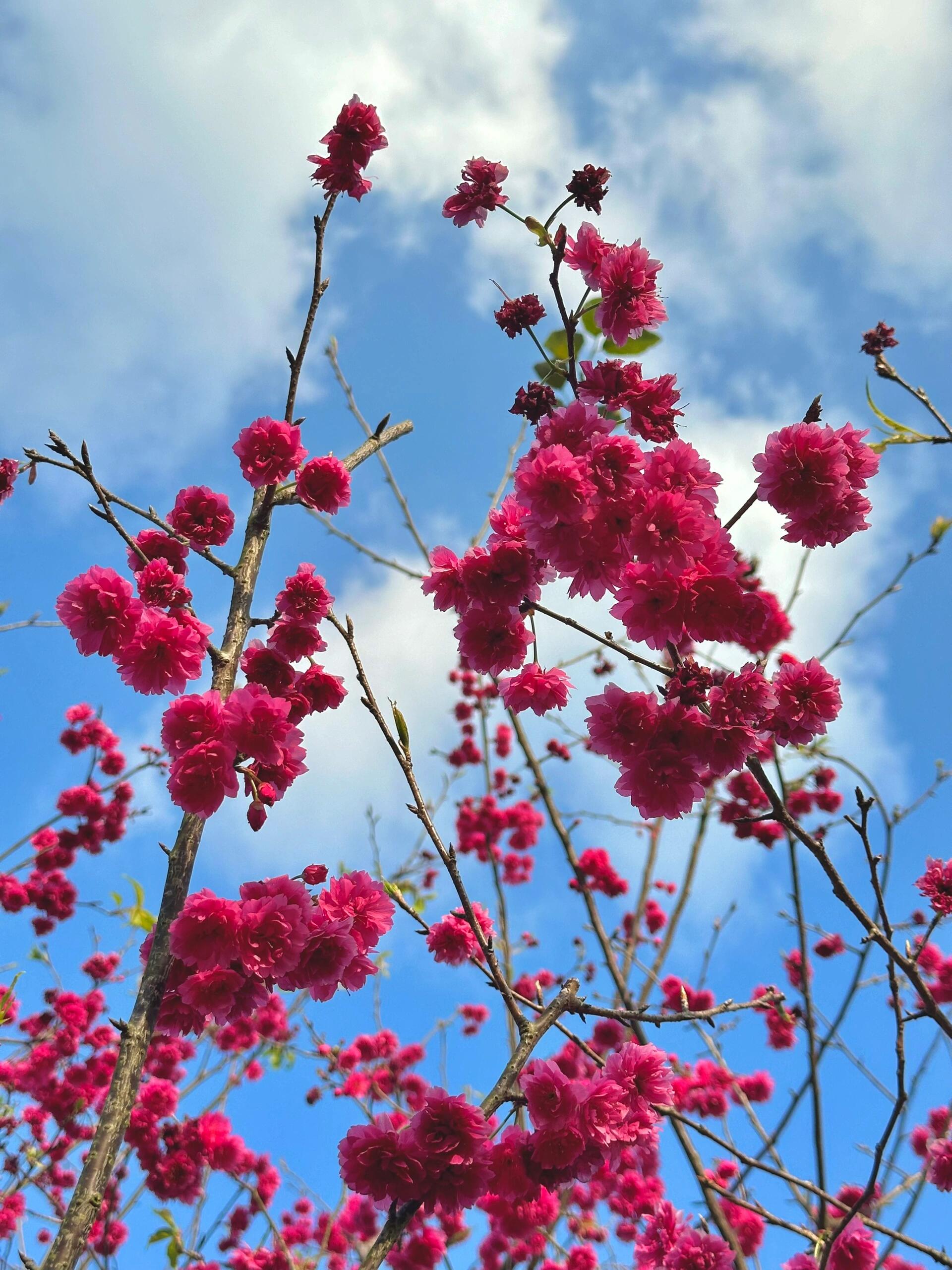 樱花·八重寒绯樱 花友们新年好! 岁岁喜乐,年年安康!