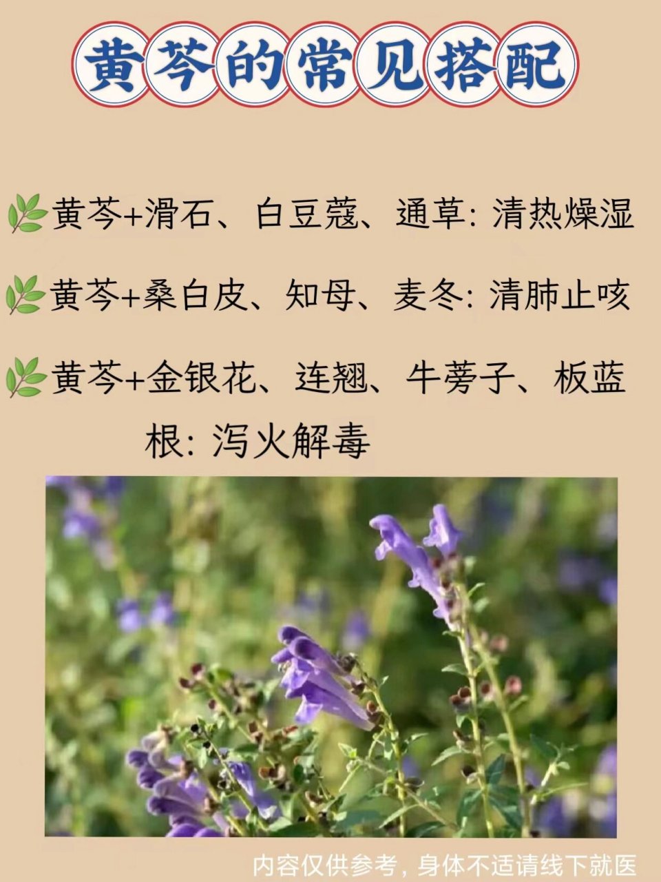 黄芩性味图片